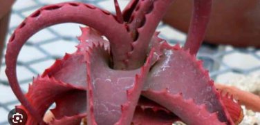 ALOE vanbalenii 2 PCS Seeds