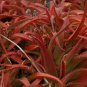 ALOE vanbalenii 2 PCS Seeds