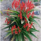 Aloe vaombe Succulents Garden Plants 10 PCS Seeds