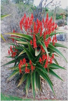 Aloe vaombe Succulents Garden Plants 10 PCS Seeds
