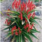 Aloe vaombe Succulents Garden Plants 10 PCS Seeds
