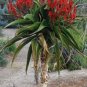 Aloe vaombe Succulents Garden Plants 10 PCS Seeds