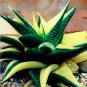 Aloe Vera Seeds , Beauty Edible Cosmetic Bonsai Plants 100 PCS Seeds