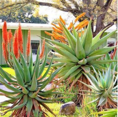 Aloe Vryheidensis Succulents Garden Plants 10 PCS Seeds