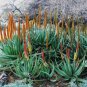 Aloe Vryheidensis Succulents Garden Plants 10 PCS Seeds