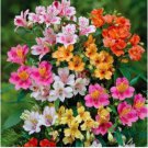Alstroemeria Bonsai Peruvian Lily Alstroemeria Inca Bandit 100 PCS Seeds