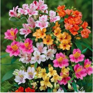 Alstroemeria Bonsai Peruvian Lily Alstroemeria Inca Bandit 100 PCS Seeds