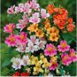 Alstroemeria Bonsai Peruvian Lily Alstroemeria Inca Bandit 100 PCS Seeds