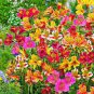 Alstroemeria Bonsai Peruvian Lily Alstroemeria Inca Bandit 100 PCS Seeds