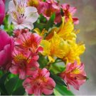 Alstroemeria Peruvian Lily 200 PCS Seeds Alstroemeria Peruvian Lily 200 PCS Seeds