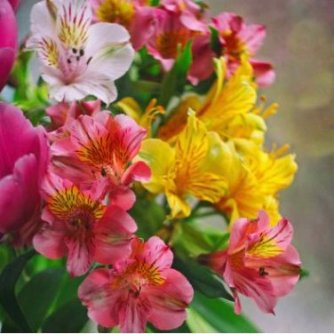 Alstroemeria Peruvian Lily 200 PCS Seeds