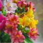 Alstroemeria Peruvian Lily 200 PCS Seeds