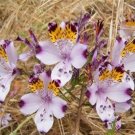Alstroemeria Peruvian Lily Alstroemeria Inca Bandit Princess lily bonsai 100 PCS Seeds Alstroemeria Peruvian Lily Alstroemeria Inca Bandit Princess lily bonsai 100 PCS Seeds