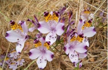 Alstroemeria Peruvian Lily Alstroemeria Inca Bandit Princess lily bonsai 100 PCS Seeds