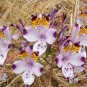Alstroemeria Peruvian Lily Alstroemeria Inca Bandit Princess lily bonsai 100 PCS Seeds