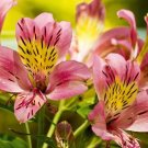 Alstroemeria seeds Peruvian Lily Alstroemeria Inca Bandit Princess lily 100 PCS Seeds