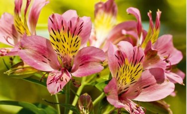 Alstroemeria seeds Peruvian Lily Alstroemeria Inca Bandit Princess lily 100 PCS Seeds