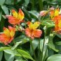 Alstroemeria seeds Peruvian Lily Alstroemeria Inca Bandit Princess lily 100 PCS Seeds