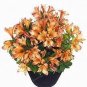 Alstroemeria seeds Peruvian Lily Alstroemeria Inca Bandit Princess lily 100 PCS Seeds