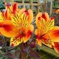 Alstroemeria seeds Peruvian Lily Alstroemeria Inca Bandit Princess lily 100 PCS Seeds