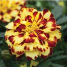 Alumia Mix French Marigold 30 PCS Seeds Alumia Mix French Marigold 30 PCS Seeds