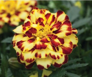 Alumia Mix French Marigold 30 PCS Seeds