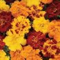 Alumia Mix French Marigold 30 PCS Seeds