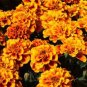 Alumia Mix French Marigold 30 PCS Seeds