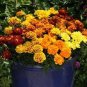 Alumia Mix French Marigold 30 PCS Seeds