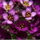 Alyssum -s-Lobularia maritima Flower Home Garden Multi-Color 100 PCS Seeds Alyssum -s-Lobularia maritima Flower Home Garden Multi-Color 100 PCS Seeds