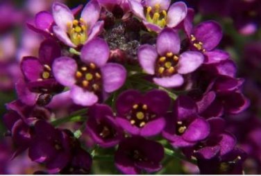 Alyssum -s-Lobularia maritima Flower Home Garden Multi-Color 100 PCS Seeds