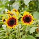 Amaranth Red Light Yellow Sunflowers Seeds Double Flowers 100 PCS Seeds Amaranth Red Light Yellow Sunflowers Seeds Double Flowers 100 PCS Seeds
