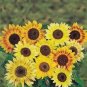 Amaranth Red Light Yellow Sunflowers Seeds Double Flowers 100 PCS Seeds