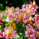 Alstroemeria seeds Peruvian Lily Alstroemeria Inca Bandit Princess lily 100 PCS Seeds