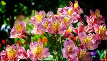 Alstroemeria seeds Peruvian Lily Alstroemeria Inca Bandit Princess lily 100 PCS Seeds
