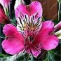 Alstroemeria seeds Peruvian Lily Alstroemeria Inca Bandit Princess lily 100 PCS Seeds