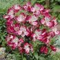Alstroemeria seeds Peruvian Lily Alstroemeria Inca Bandit Princess lily 100 PCS Seeds