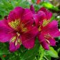 Alstroemeria seeds Peruvian Lily Alstroemeria Inca Bandit Princess lily 100 PCS Seeds