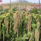 Amaranthus Green Flower Green Leaves Hanging Plant 100 PCS Seeds Amaranthus Green Flower Green Leaves Hanging Plant 100 PCS Seeds