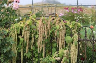 Amaranthus Green Flower Green Leaves Hanging Plant 100 PCS Seeds