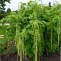 Amaranthus Green Flower Green Leaves Hanging Plant 100 PCS Seeds
