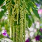 Amaranthus Green Flower Green Leaves Hanging Plant 100 PCS Seeds