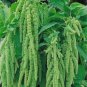 Amaranthus Green Flower Green Leaves Hanging Plant 100 PCS Seeds