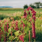 Amaranthus Red Flower Red Leaves Annual Plant 100 PCS Seeds Amaranthus Red Flower Red Leaves Annual Plant 100 PCS Seeds