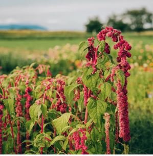 Amaranthus Red Flower Red Leaves Annual Plant 100 PCS Seeds