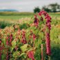 Amaranthus Red Flower Red Leaves Annual Plant 100 PCS Seeds