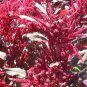 Amaranthus Red Flower Red Leaves Annual Plant 100 PCS Seeds