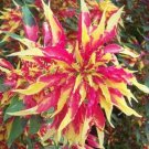 Amaranthus Tricolor Perfecta 100 PCS Seeds