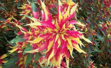 Amaranthus Tricolor Perfecta 100 PCS Seeds
