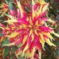 Amaranthus Tricolor Perfecta 100 PCS Seeds